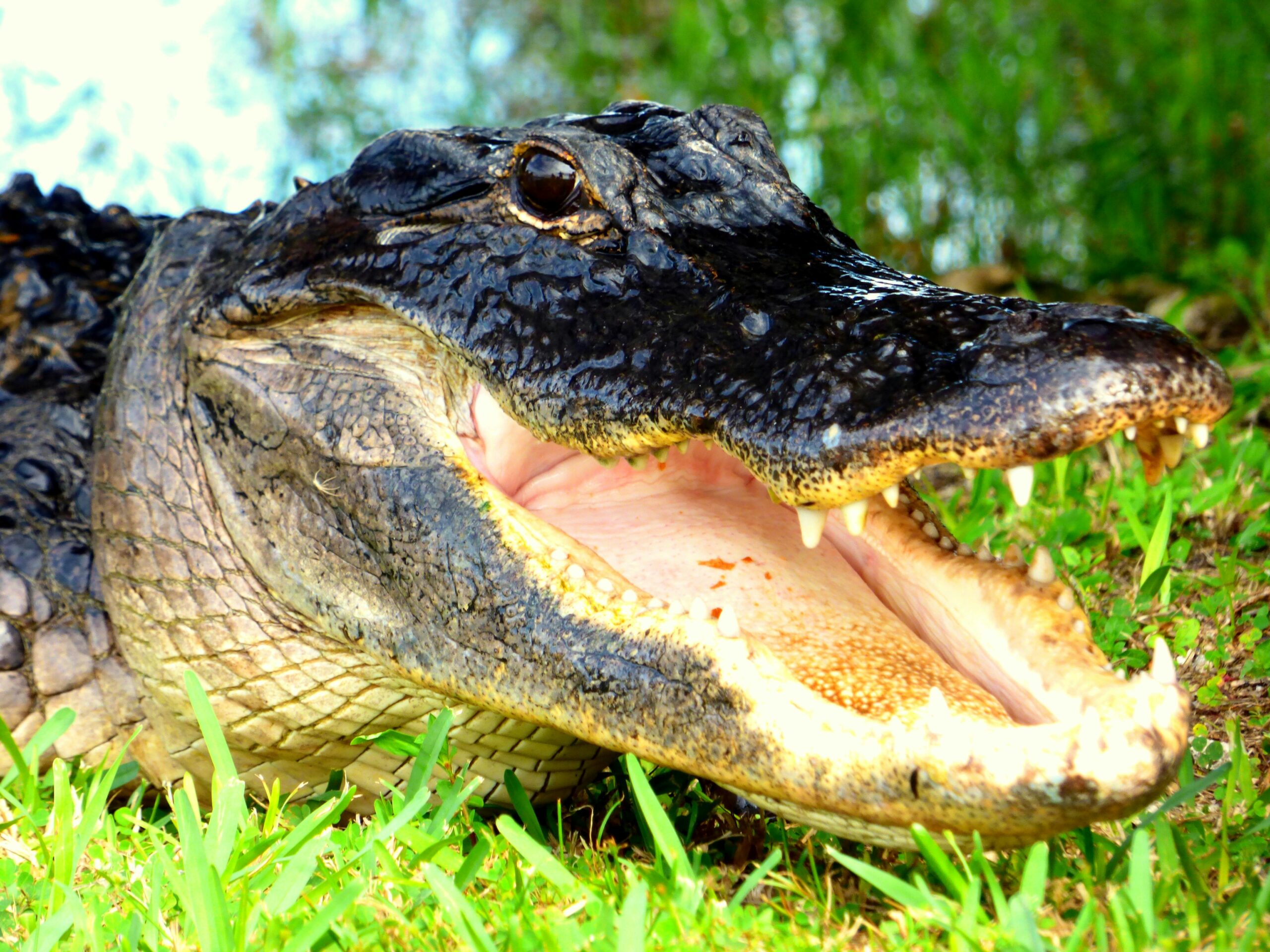 florida alligator with mouth open- winter haven digital marketing